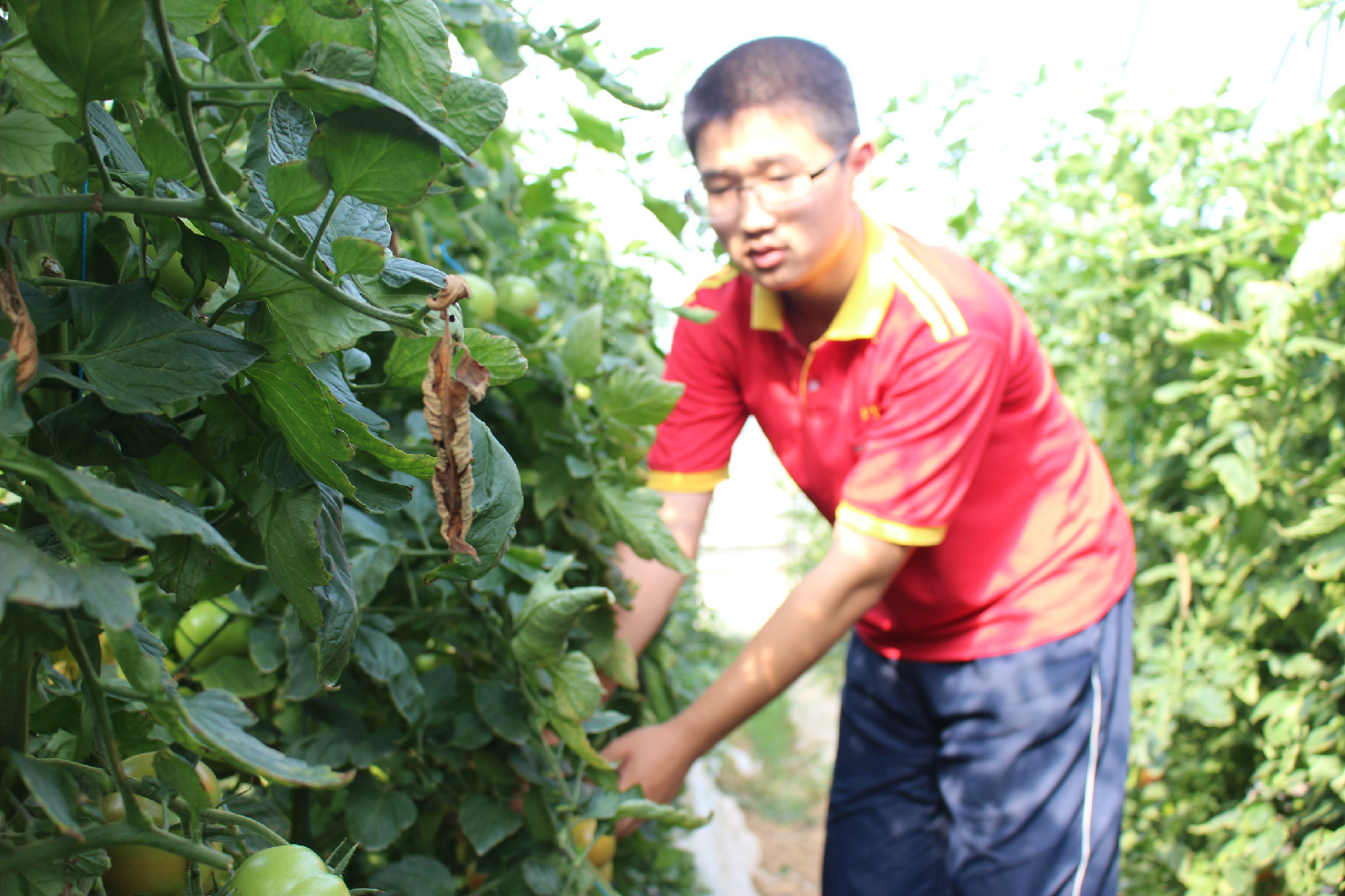 休闲采摘